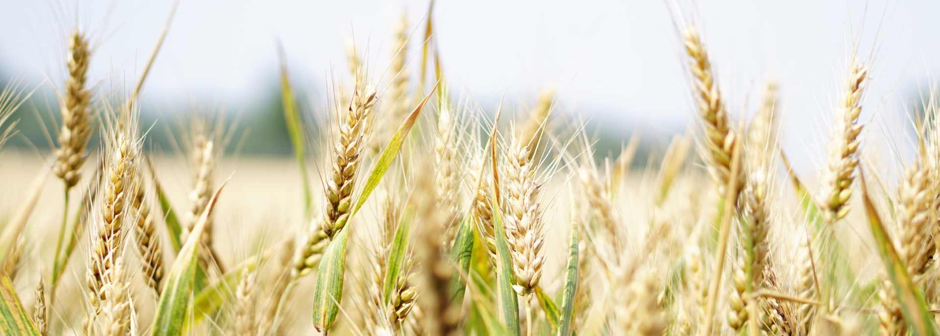 Wheat Banner